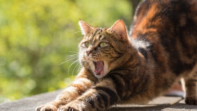 【顔が邪魔!!】Zoom画面共有でビデオパネルを非表示にする方法